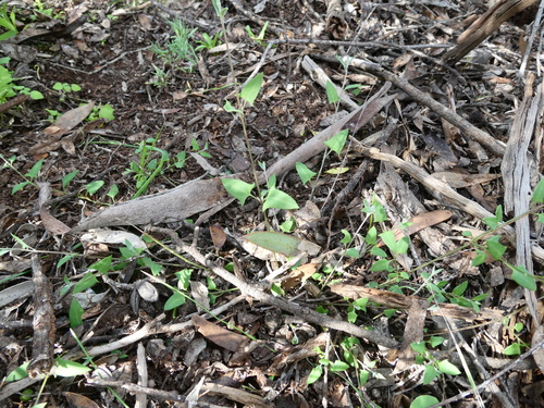 Climbing saltbush