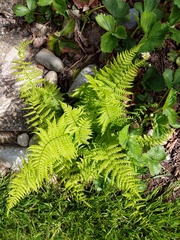 Athyrium