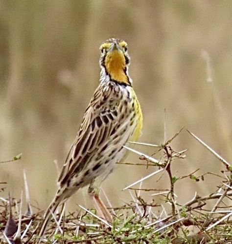 Pangani Longclaw (Macronyx aurantiigula), photo 1