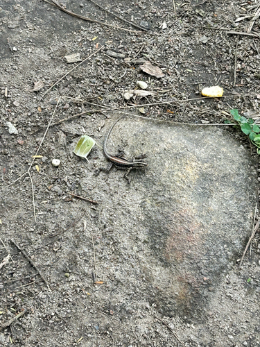 Striped Lava Lizard