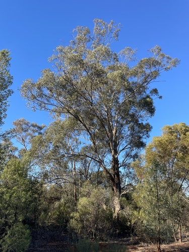 Eucalyptus odorata observed 2026-06-09