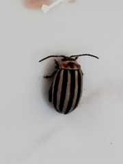 Kuschelina petaurista