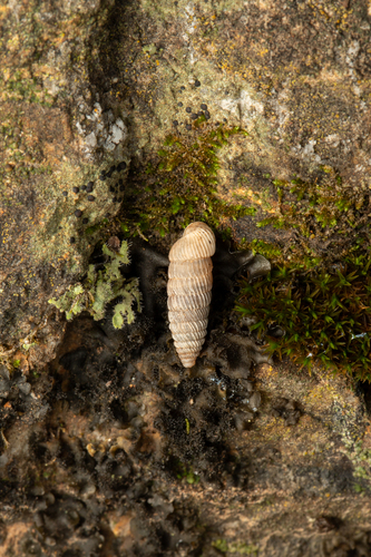 Cave Creek Holospira