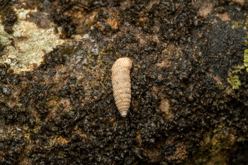 Cave Creek Holospira