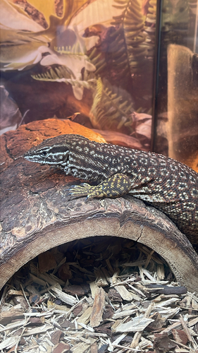 Ridgetail Monitor, Varanus acanthurus