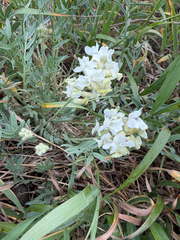 author not stated, no rights reserved Oxytropis sericea, photograph author not stated, no rights reserved