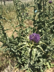 Silybum marianum