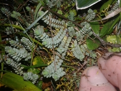 Pimelea carnosa