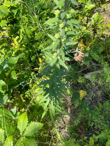 Liatris squarrulosa, photograph 5