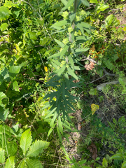 (c) Daniel J. Layton, some rights reserved (CC BY) Liatris squarrulosa, photograph (c) Daniel J. Layton, some rights reserved (CC BY)