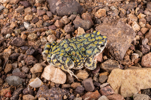 Sonoran Green Toad