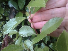 Ascarina lucida lucida