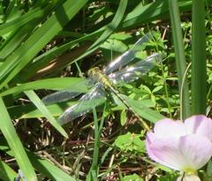 Phanogomphus militaris