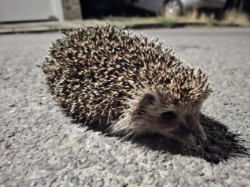 Northern White-breasted Hedgehog