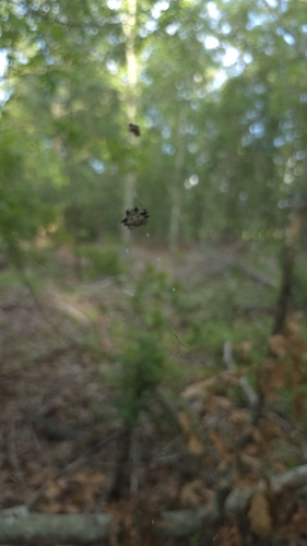Spinybacked Orbweaver