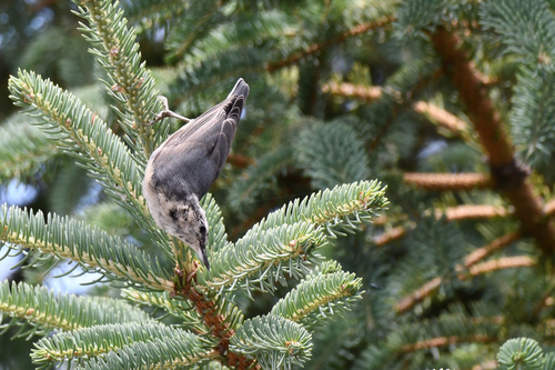 Snowy-browed Nuthatch