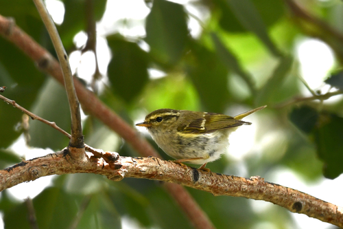 Gansu Leaf Warbler