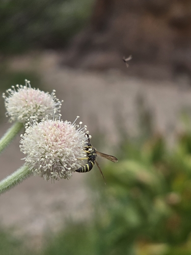 iNaturalist observation photo of Bramble Mason Wasp