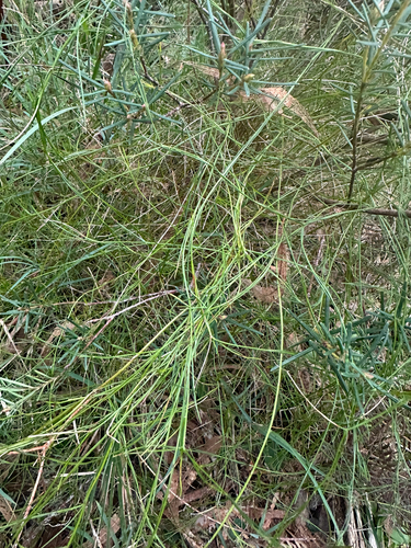 Platysace heterophylla observed 2026-07-22