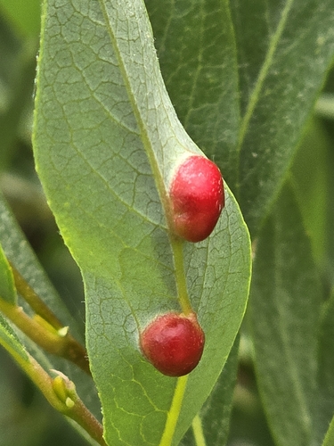 iNaturalist observation photo of Willow Apple Gall Sawfly