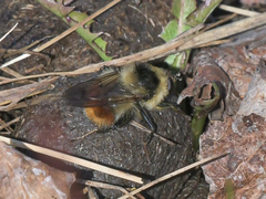 Criorhina