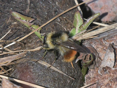 Criorhina