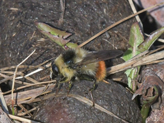 Criorhina