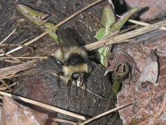 Criorhina