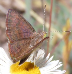 Calephelis arizonensis