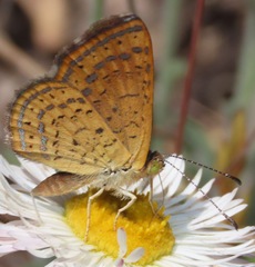 Calephelis arizonensis