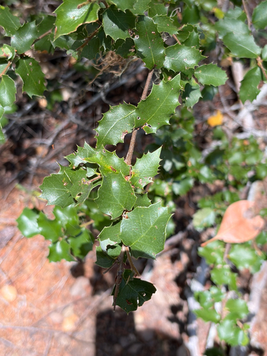 iNaturalist observation photo of canyon live oak