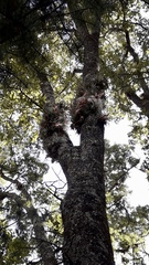 Tillandsia erubescens