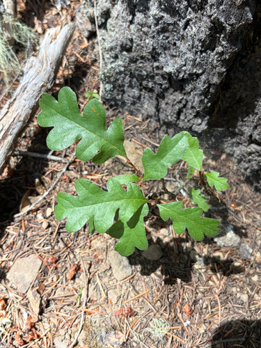 iNaturalist observation photo of Oregon oak