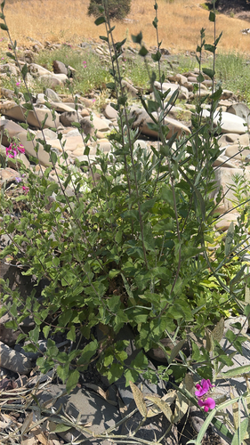 iNaturalist observation photo of California Brickellbush