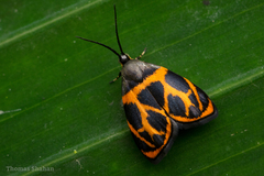 Hemerophila