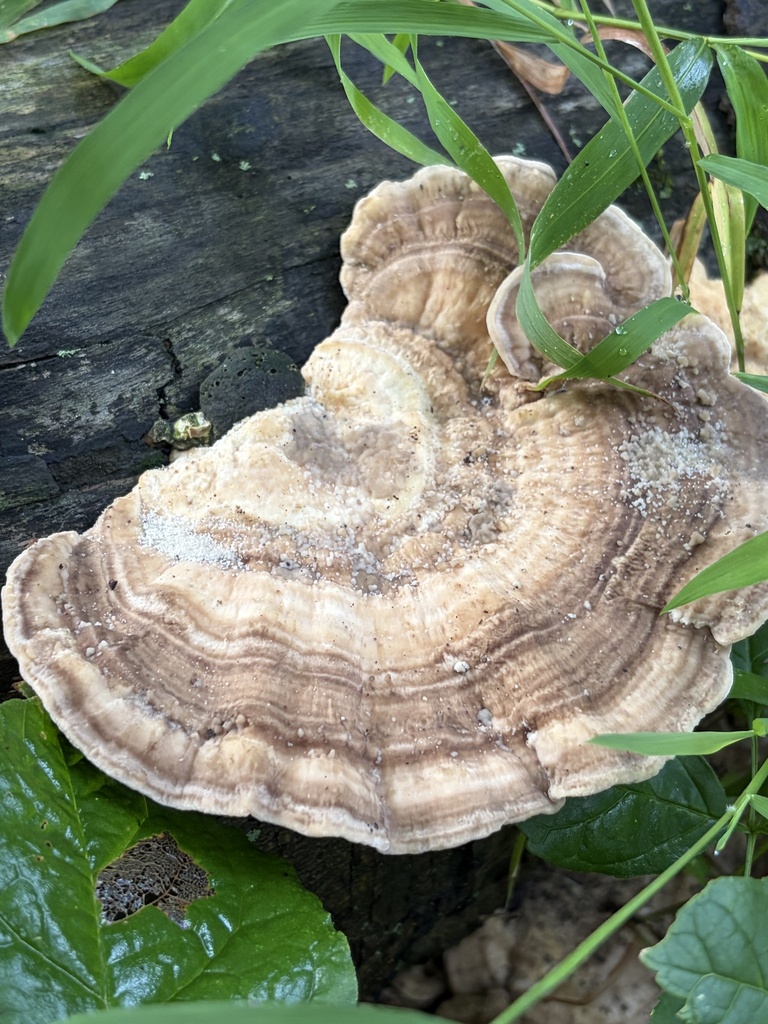 Latte Bracket · July 2026 · photo: Photo: (c) Julie Travaglini, some rights reserved (CC BY) · iNaturalist