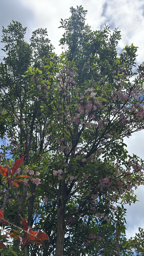 Tabebuia heterophylla observed 2026-07-02