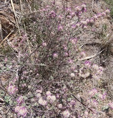 Dalea pulchra