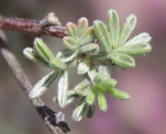 Dalea pulchra