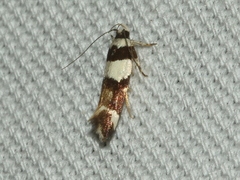 Macrobathra euryleuca