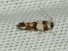 Macrobathra euryleuca