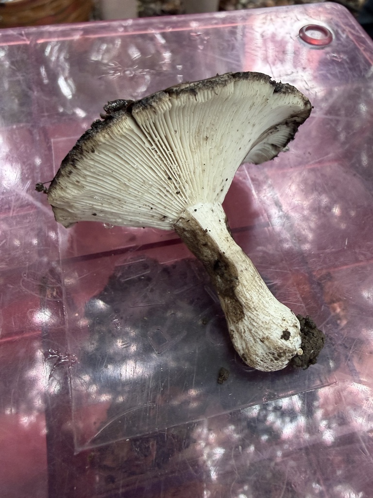 Blackening Russula