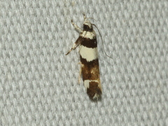 Macrobathra euryleuca