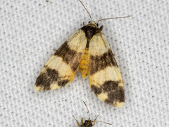 Thallarcha chrysochares