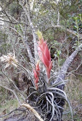 Tillandsia erubescens