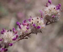 Dalea pulchra