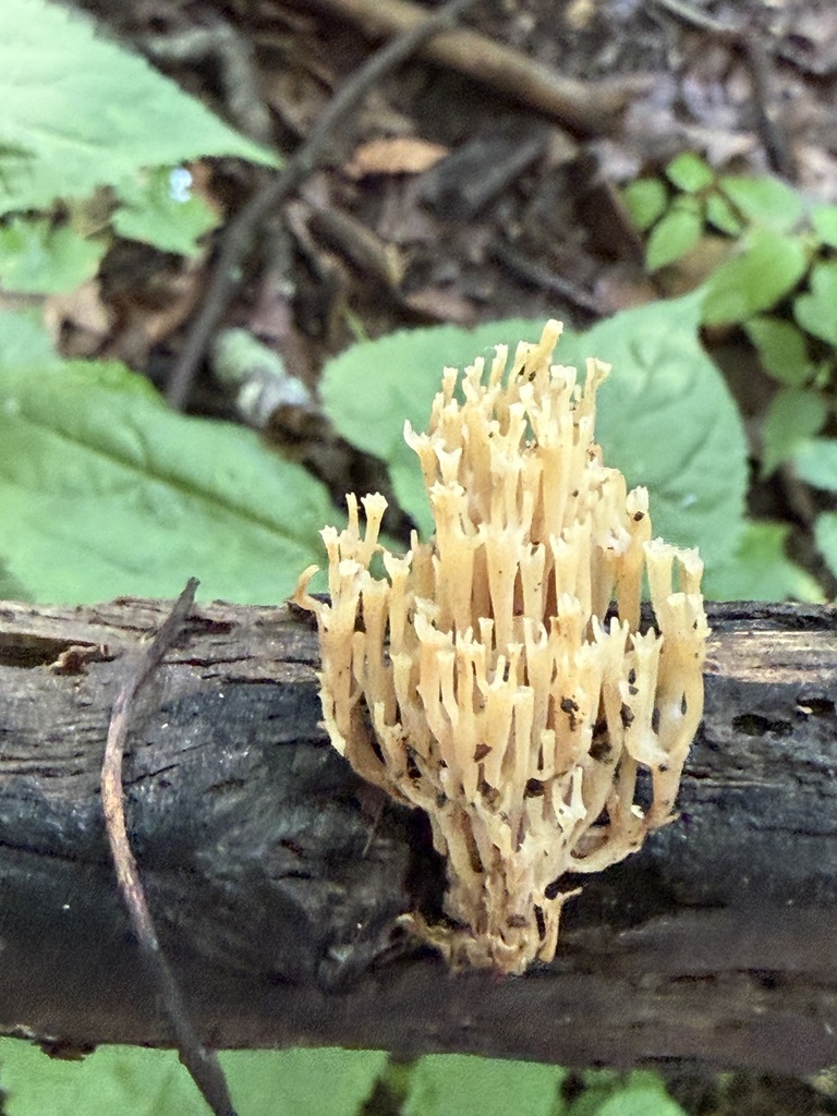 crown-tipped coral fungus · July 2026 · photo: Photo: (c) Julie Travaglini, some rights reserved (CC BY) · iNaturalist