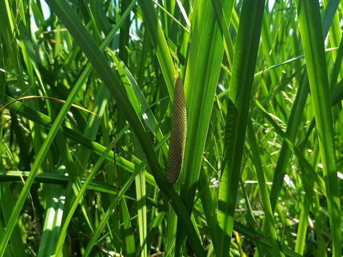 Наблюдение на iNaturalist