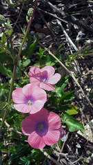Linum pubescens