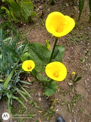 Zantedeschia elliottiana